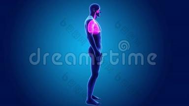 人体呼吸系统及心脏与身体