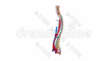 带韧带、血管和神经的脊椎