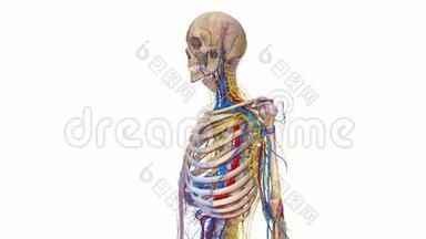 有韧带、血管和神经的人体骨骼