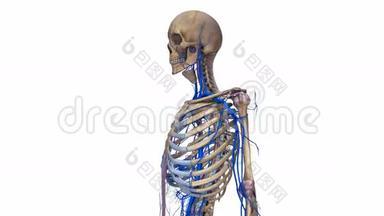 有韧带和静脉的人体骨骼