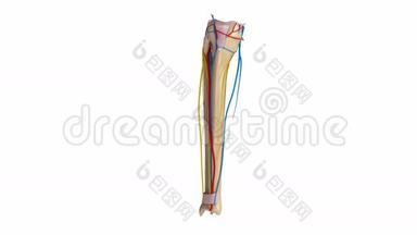 带韧带、血管和神经的纤维和胫骨