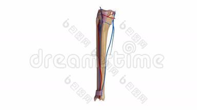 带韧带和血管的纤维和胫骨