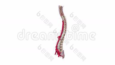 带<strong>韧带</strong>和动脉的脊椎