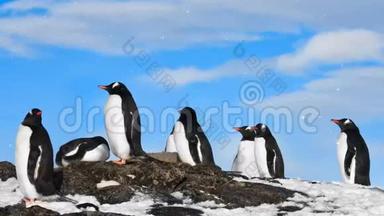 南极野生动物：黑白企鹅群