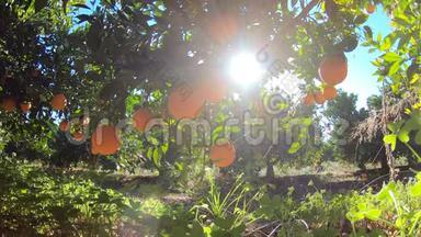 西班牙橘子园。 橘子树，有许多水果在蓝天与阳光。 花园中的有机水果