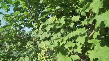 灌木丛股票录像中成熟的振动浆果