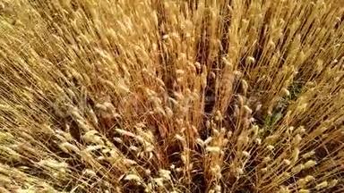 麦田。 地上的<strong>金色麦穗</strong>.. 草甸小麦的成熟穗。