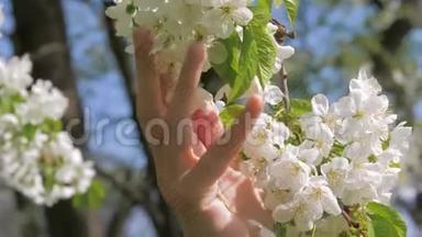女孩的手慈爱地<strong>抚摸</strong>和<strong>抚摸</strong>着树上盛开的白色花朵