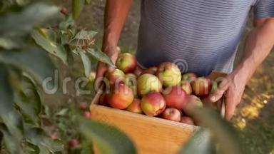 秋收苹果，生态农场.. 盒子里有收获的红苹果，特写，动态视频，收获节