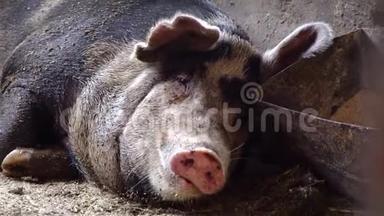 一只大猪躺在食槽附近，嚼着吐舌头的东西