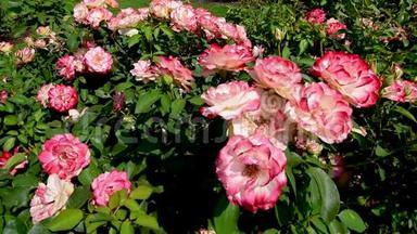 在公共公园的花园里，许多花开在粉红色和白色的玫瑰上