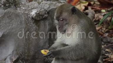 猴子在泰国野生海滩吃香蕉