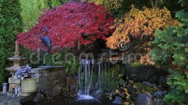 花彩枫树漫水视频在花园秋季高清