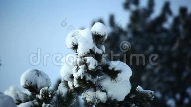 冬季积雪覆盖树顶.