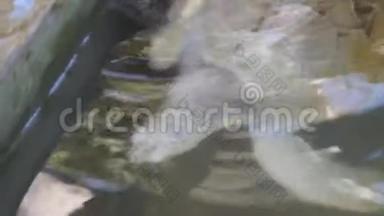 白化乌龟在水族馆游泳。 保留的大白海龟