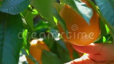 手从树枝上折断成熟的橙色