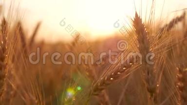 日落的时候，田野上有金色的<strong>麦穗</strong>。 合上成熟的<strong>麦穗</strong>.. 美丽的背景成熟的金色耳朵