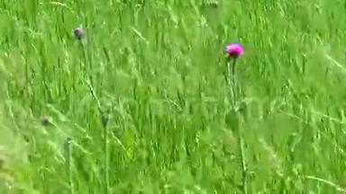 蓟花在草间.