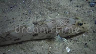 海鱼节戈壁中戈壁鱼-蝙蝠脑，躺在被海贝覆盖的底部