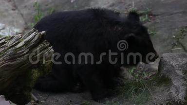 一天炎热的夏天，成年福沙黑熊坐在森林的岩石上