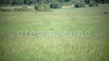高高的小草在微风中吹拂.. 大风把田野里的蒂莫西-草地变成了夏日的晴天