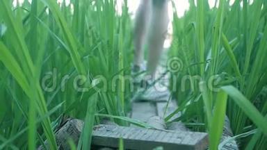 一个女孩沿着芦苇丛中湖边的一座小木桥走着