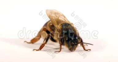 欧洲蜂蜜蜜蜂，意大利蜜蜂，白色背景女王美容，诺曼底，实时4K