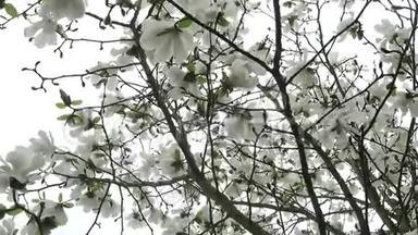 大<strong>白玉兰</strong>树在灰色的天空中开花。