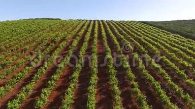 葡萄牙南部的阿尔加维葡萄种植园。五月在葡萄牙阿尔加维鸟瞰图