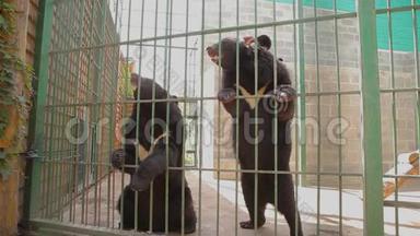 喜马拉雅熊在笼子里玩耍，喜马拉雅熊在动物园里玩耍。 喜马拉雅山熊舔笼子