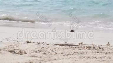 一只小螃蟹正从水里跑掉