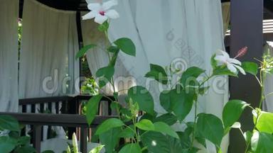 帐篷的背景上有白色花的灌木，有窗帘.. 在酒店放松
