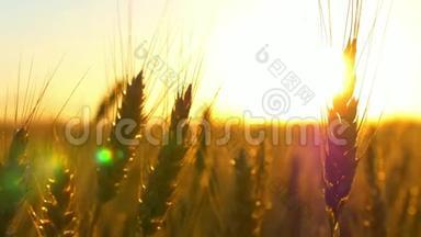 黎明<strong>时</strong>的小麦。 麦子的穗子在风中听见.