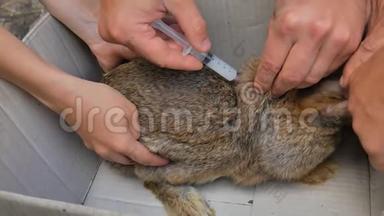 兽医注射兔子，预防疾病.