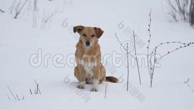 红发狗坐在雪地上。 一只宠物狗坐在户外的雪地上