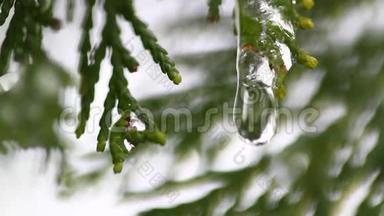 冬树枝芽上的雪<strong>融化</strong>。 在模糊的树木<strong>背景</strong>上，雪<strong>融化</strong>后的水滴特写。