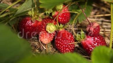 草莓植物与成熟红浆果的特写镜头