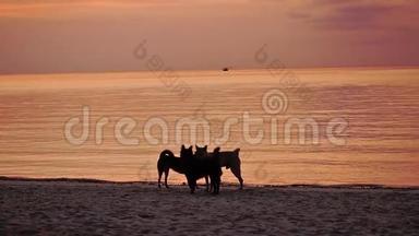夏天傍晚日落时，在海边沙滩上养宠物狗。 慢动作。 1920x1080