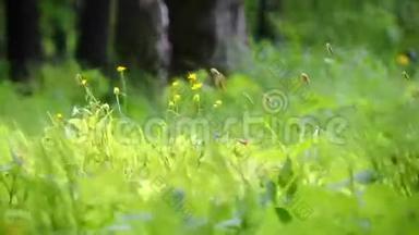 风<strong>吹拂</strong>在高高的绿色草地和草地上的鲜花