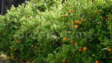 一种农业种植园橙树枝上的橘子果实