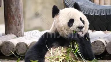 可爱快乐的大<strong>熊猫</strong>坐在竹枝间<strong>吃竹子</strong>.. 4K视频慢动作