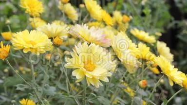 花园里的黄色菊花