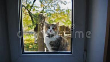 猫在窗外