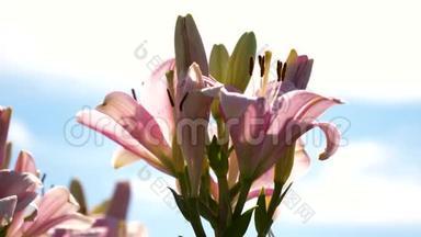 美丽的花朵在公园春天<strong>绽放</strong>。 粉红色的花园百合在夏天的花园里<strong>绽放</strong>。 特写镜头。 鲜花生意。