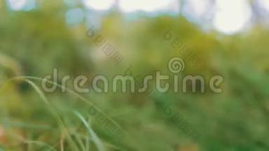 近景的人触摸他强壮的男子汉手在绿草的背景下阳光。 近景