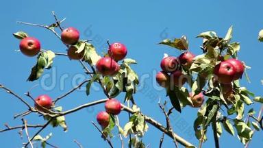 阳光明媚的一天，苹果树枝上的红熟苹果
