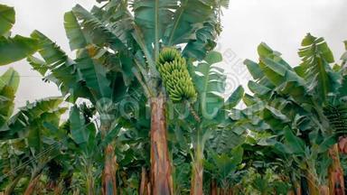<strong>香蕉种植</strong>园。 有巨大绿叶的<strong>香蕉</strong>树。 一串绿色<strong>香蕉</strong>.. 有机食品的概念