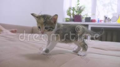 小猫在慢动作<strong>视频</strong>沙发上玩耍.. 小猫<strong>生活</strong>中小猫<strong>生活</strong>方式的概念