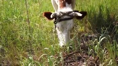 夏天，<strong>奶牛</strong>在一片绿色的草地上放牧。 一头母牛在绿色的农村田野上。 牛的饲养和<strong>养殖</strong>.. 农场动物
