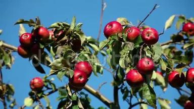 阳光明媚的一天，<strong>苹果</strong>树枝上的红熟<strong>苹果</strong>